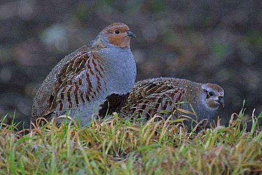 Partridge hunting