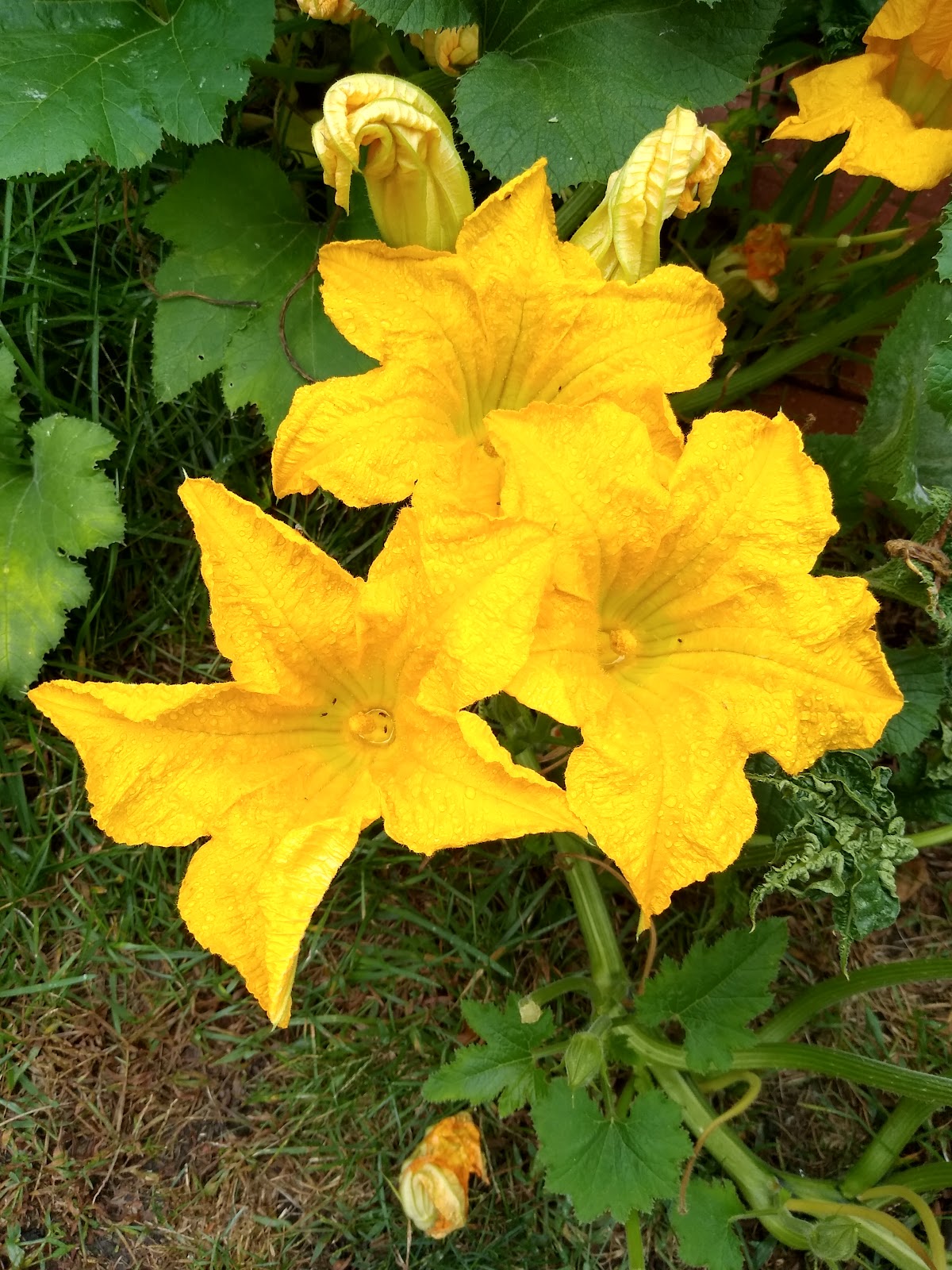 pumpkin flowers picture