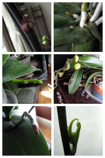 新芽 新芽