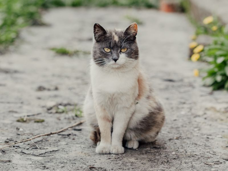 Cyprus-Cat-Care-Requirements