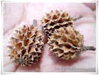 fir cones of bagan lalang