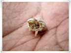 an angry hermit crab