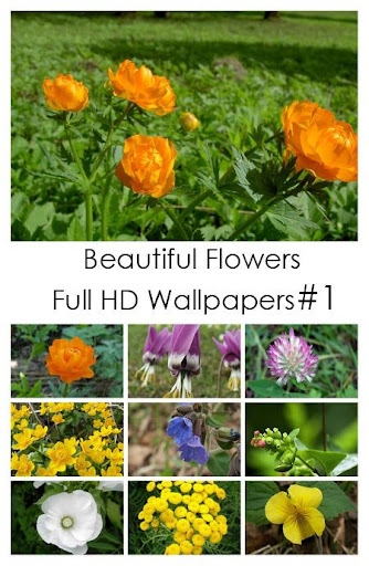 flowers wallpapers 2011. New : Beautiful Flowers Full HD Wallpapers 2011Reslution : 1920x1080Pics : 43 Wonderful WallpapersSize : 52 MBScreen of WallpapersDownload