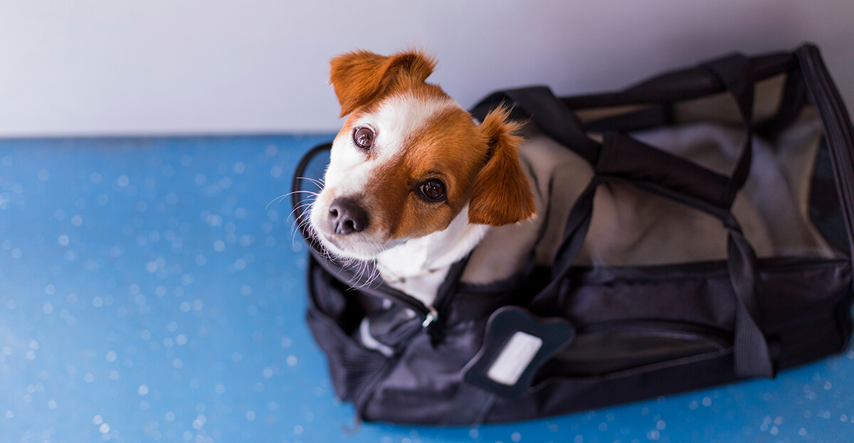 terrier in travel bag