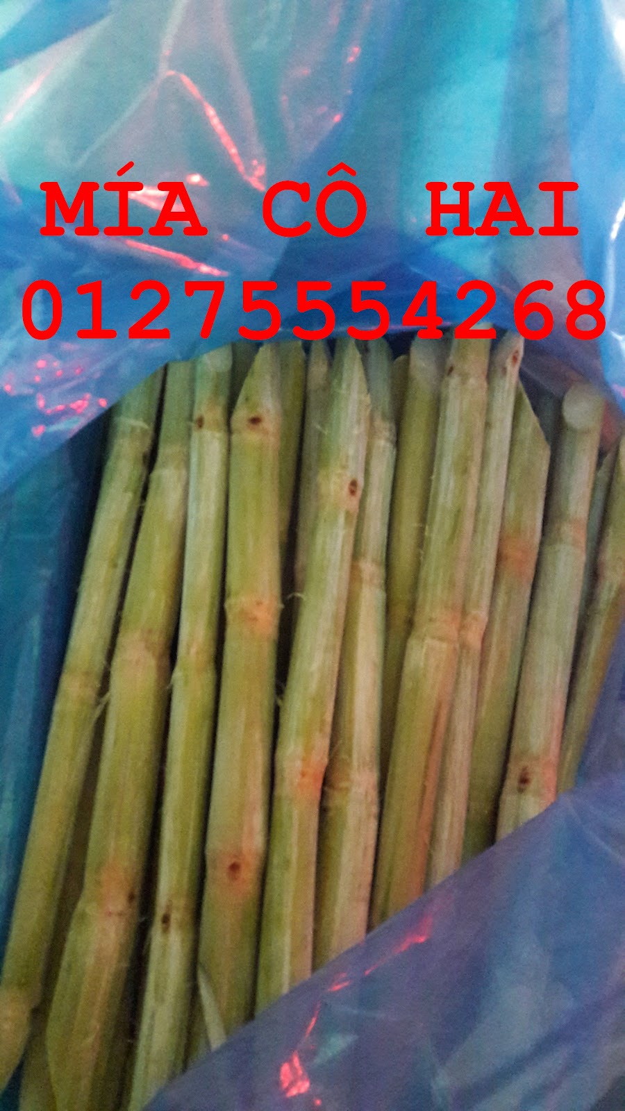 Mía cây mía ăn xuất khẩu 01275554268 - 1