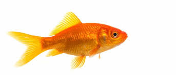 Image result for fish