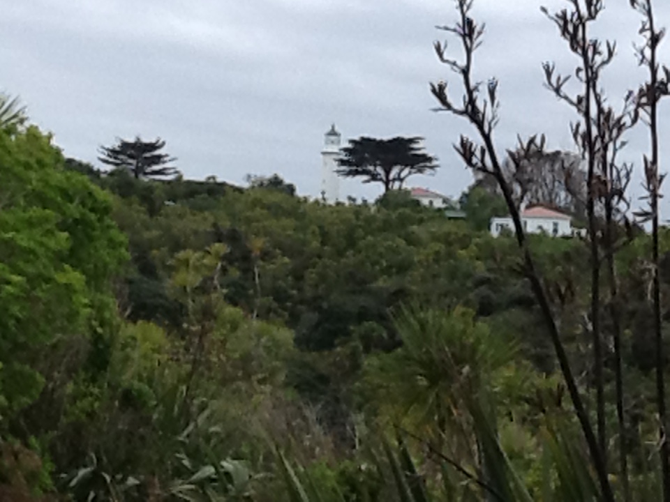 top of wattle track.JPG