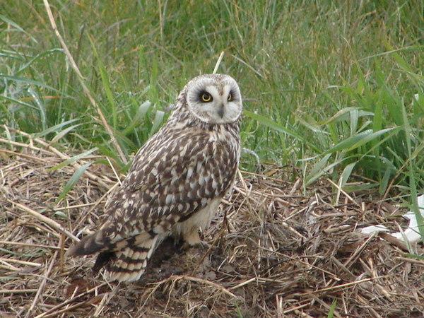 Short_Eared_Owl_-_geograph.org.uk_-_771750.jpg