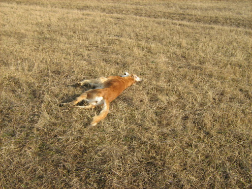 IMG_4187.JPG
