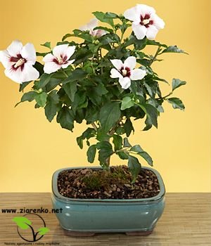 Ketmia syryjska (Hibiskus syriacus)