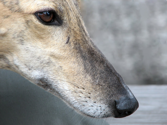 Greyhounds Bodmin - May 2011