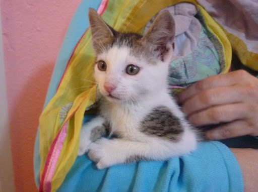 ADOPTADO!CASPER,cachorro de 2 meses y medio abandonado bajo la lluvia.Alava-toda España P1020524%5B1%5D