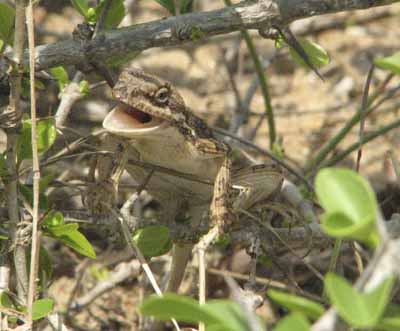 Backyard Herping: Down memory lane (Fan Throated Lizard)