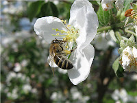 Пчела на цветках яблони домашней: фотографии