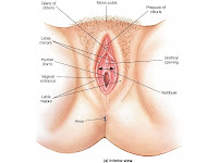 femalereprod Sistem Reproduksi (2) : Reproduksi pada Manusia