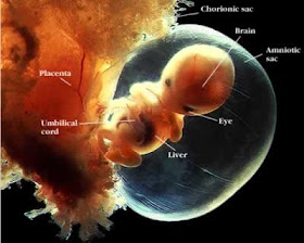 christophersmith1 placenta baby in amnion Sistem Reproduksi (2) : Reproduksi pada Manusia