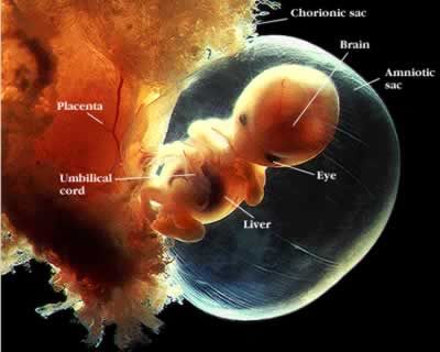 Pembungkus mempunyai fungsi selaput . . satunya amnion . adalah yang . salah embrio BIOLOGI GONZAGA: