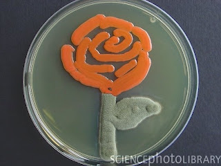 C0053343 Rose%2C microbial art SPL Seni melukis menggunakan mikroba