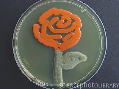 Ungkapkan Hal Spesial Dengan Seni Lukis Mikroba