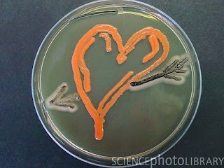 C0053344 Love%2C microbial art SPL Seni melukis menggunakan mikroba