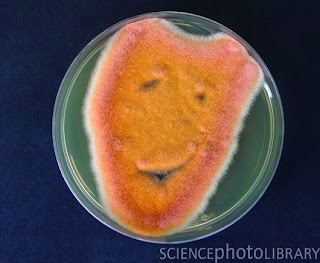 C0053403 Comedy mask%2C microbial art SPL Seni melukis menggunakan mikroba