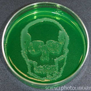 C0053405 Skull%2C microbial art SPL Seni melukis menggunakan mikroba
