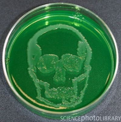 C0053405 Skull%2C microbial art SPL Seni melukis menggunakan mikroba