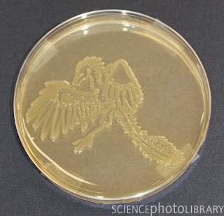 C0053407 Archaeopteryx%2C microbial art SPL Seni melukis menggunakan mikroba