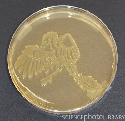 C0053407 Archaeopteryx%2C microbial art SPL Seni melukis menggunakan mikroba