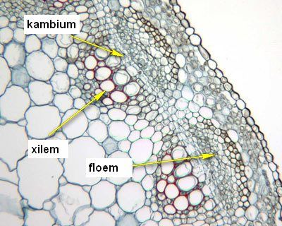 Jaringan pada tumbuhan / Jaringan meristem Medicago-cambium