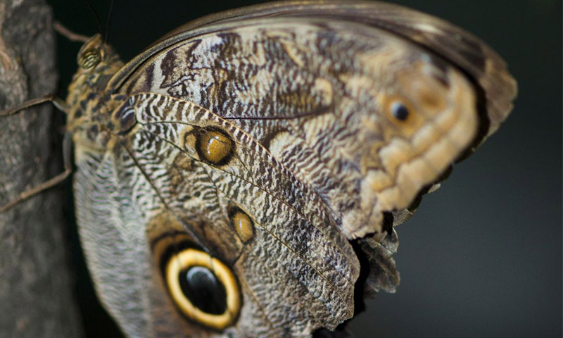Caligo Butterfly (Also called Owl Butterfly)