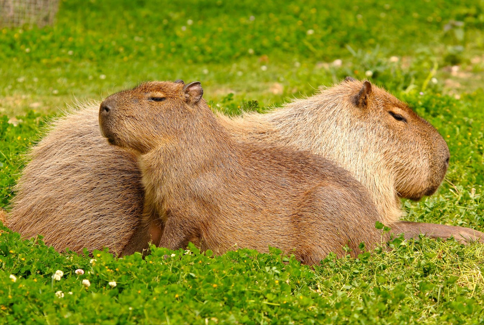 Capybaras