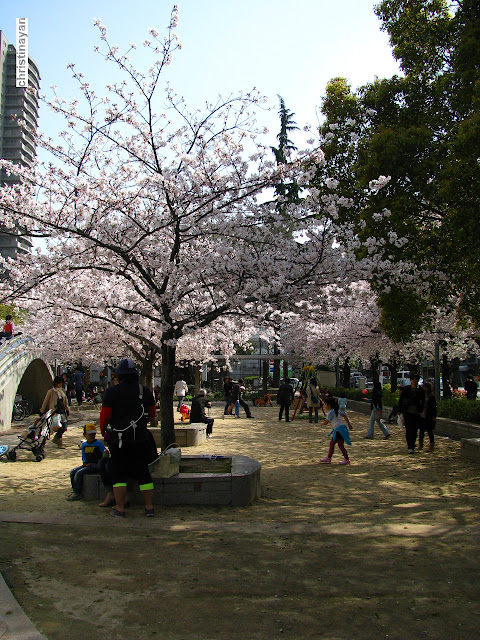 帝国ホテル大阪の前にある名も無き公園の桜 やなのなや 帝国ホテル大阪の前にある名も無き公園の桜 やなのなや