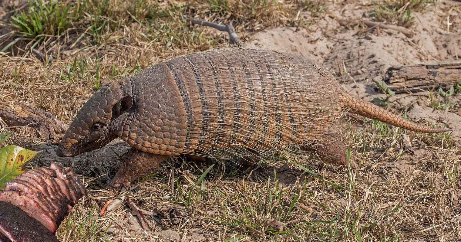 Armadillo eating natural diet of brisket from Rudy’s