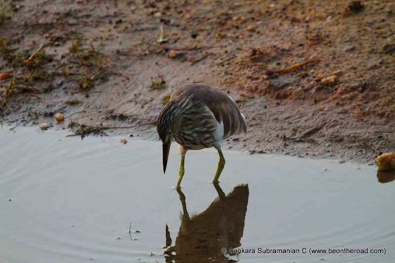The Indian Pond Heron - Looking for its next prey