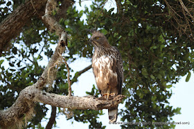 Changeable Hawk Eagle at Yala National Park - 1