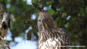 Changeable Hawk Eagle at Yala National Park - 3