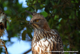 Changeable Hawk Eagle at Yala National Park - 6