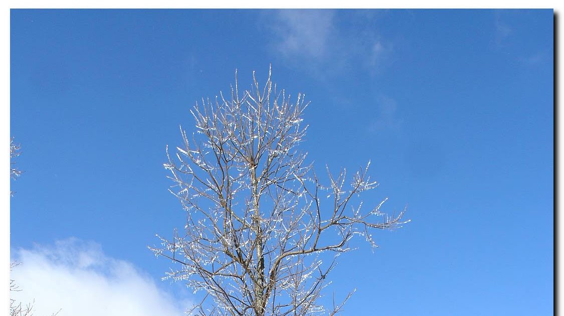 Nature in the Ozarks: Tree Year 2011: American Persimmon (Diospyros ...