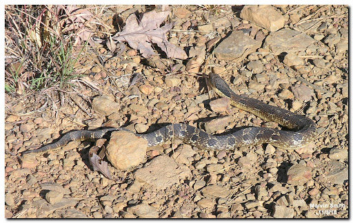 PineryPP on X: Have you heard about the Eastern Hognose Snake