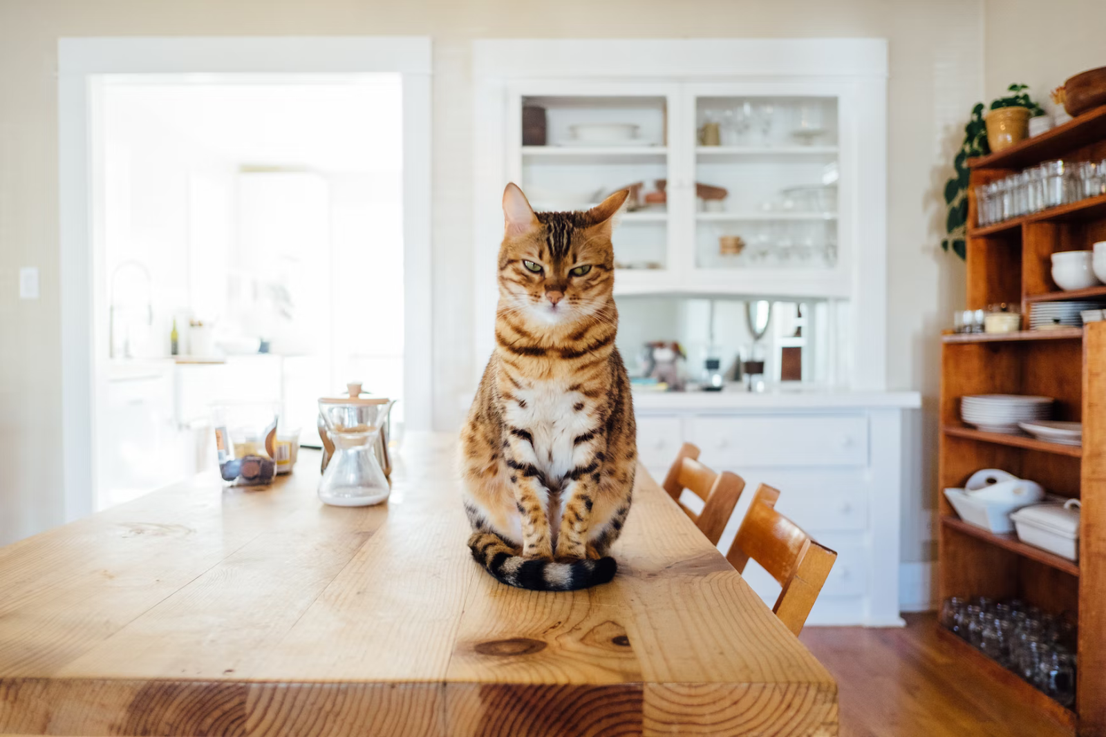 how to stop cats from peeing on furniture