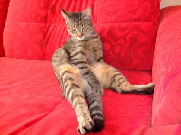 Animals who act like a Boss