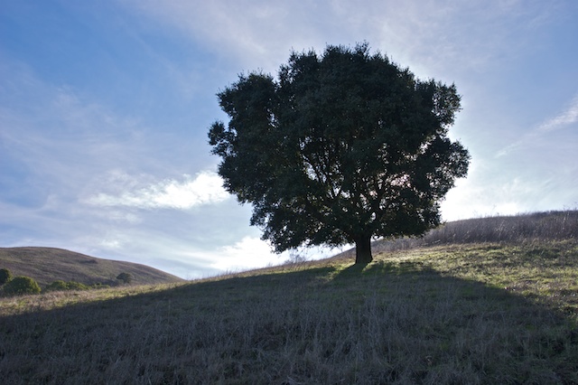Oak Tree