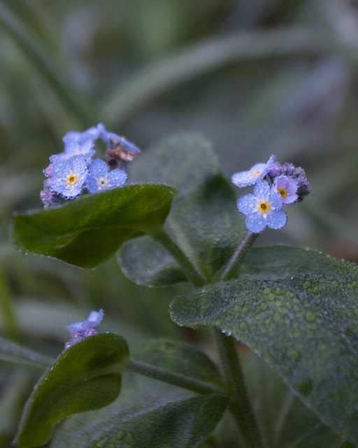 forget-me-not