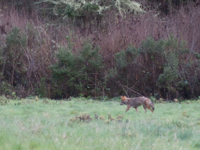 Sam McDonald Coyote