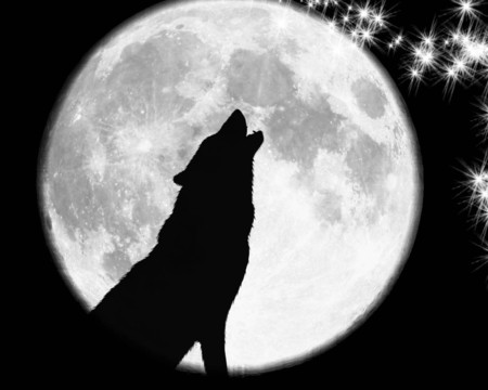 4 Wild Wolves Wallpaper Collection For Your Desktop