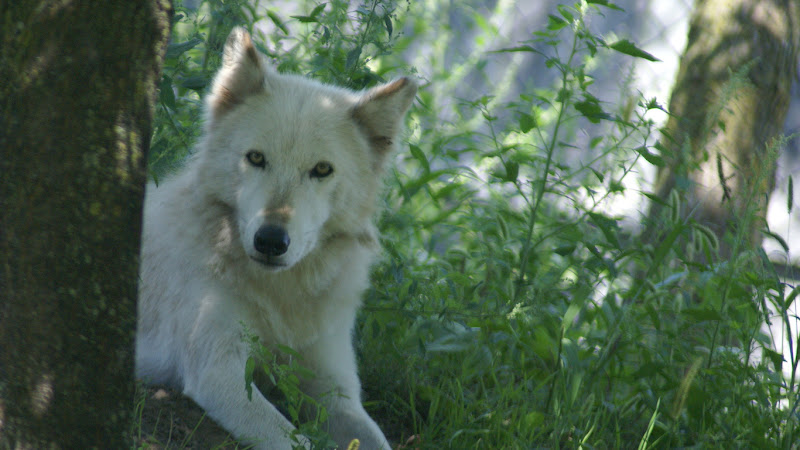  Wild Wolves Wallpaper Collection For Your Desktop