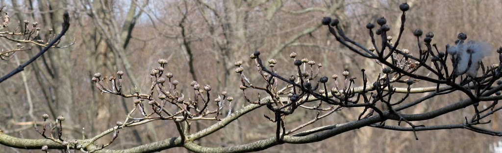 Tree buds