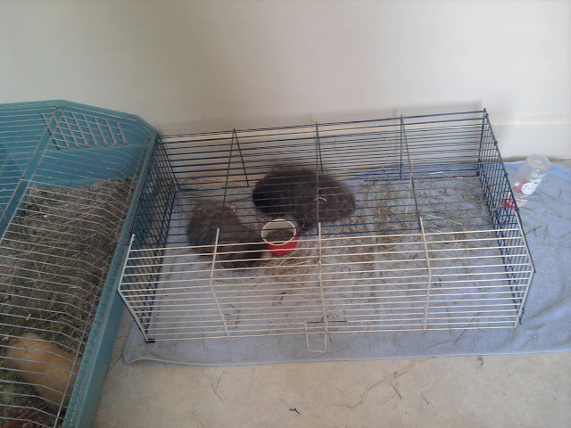 Amélie est terrorisée par sa cage 2011-05-22%2014.42.55