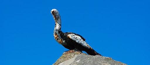 O cormorán